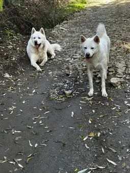 Au fost furati din Vatra Dornei o femelă și un mascul akita